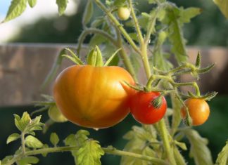 Orto biologico 1149 0 Orto biologico